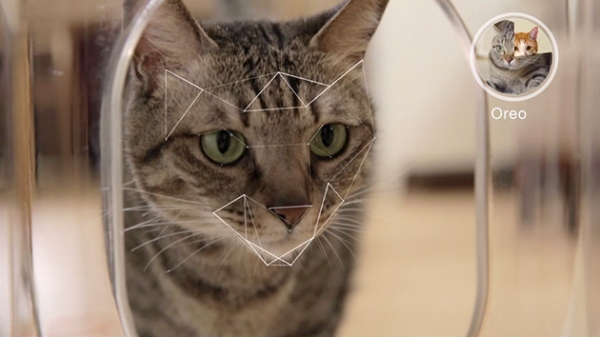 bistro-cat-feeder-uses-facial-recognition-technology